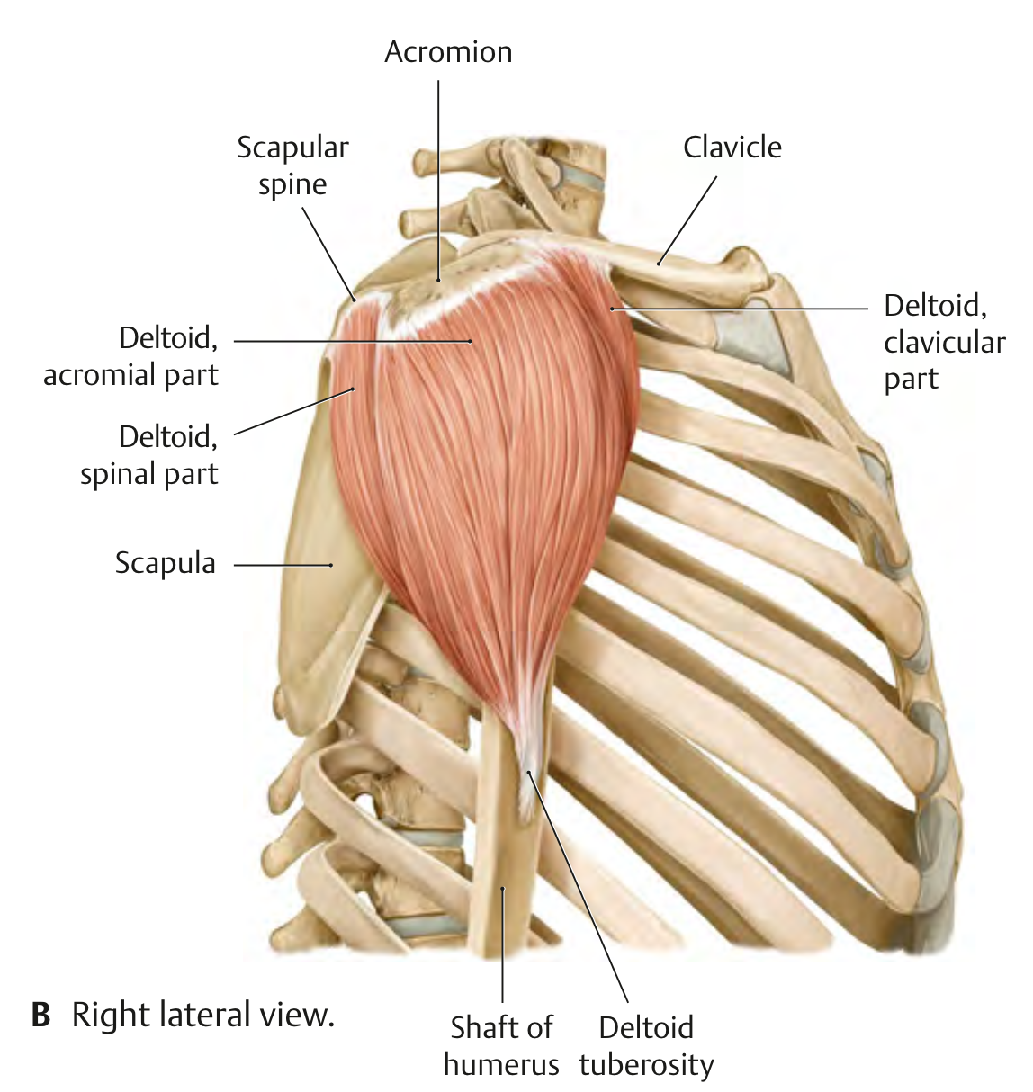 Deltoid Muscle (Lateral view)1